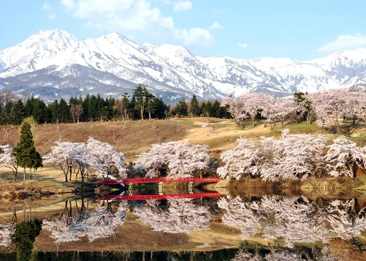 松ヶ峰の桜と妙高山